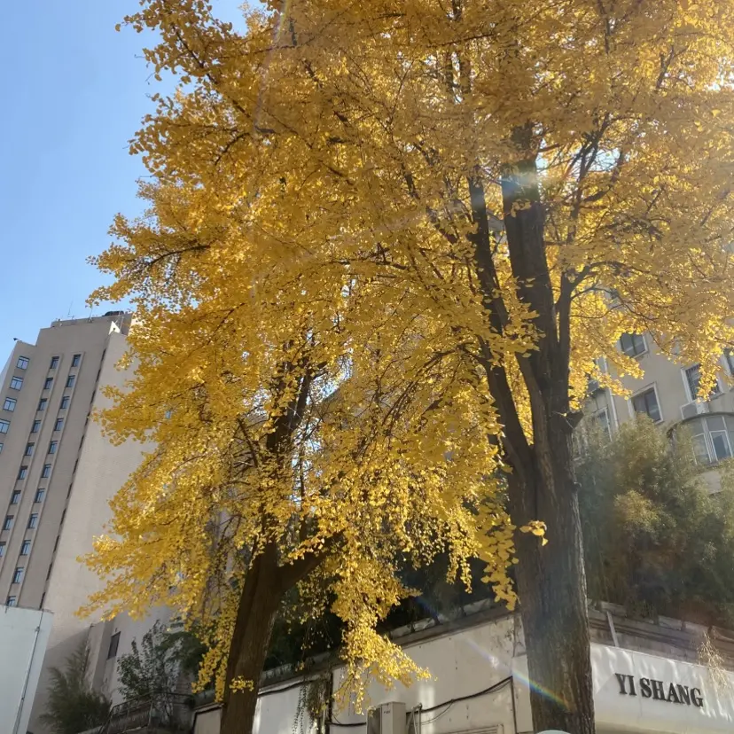 《婚婚逢她》短剧全集高清免费看-未删减完整版在线播放-婚婚逢她1080P无广告观看-海城豪门苏家与傅家商业联姻故事