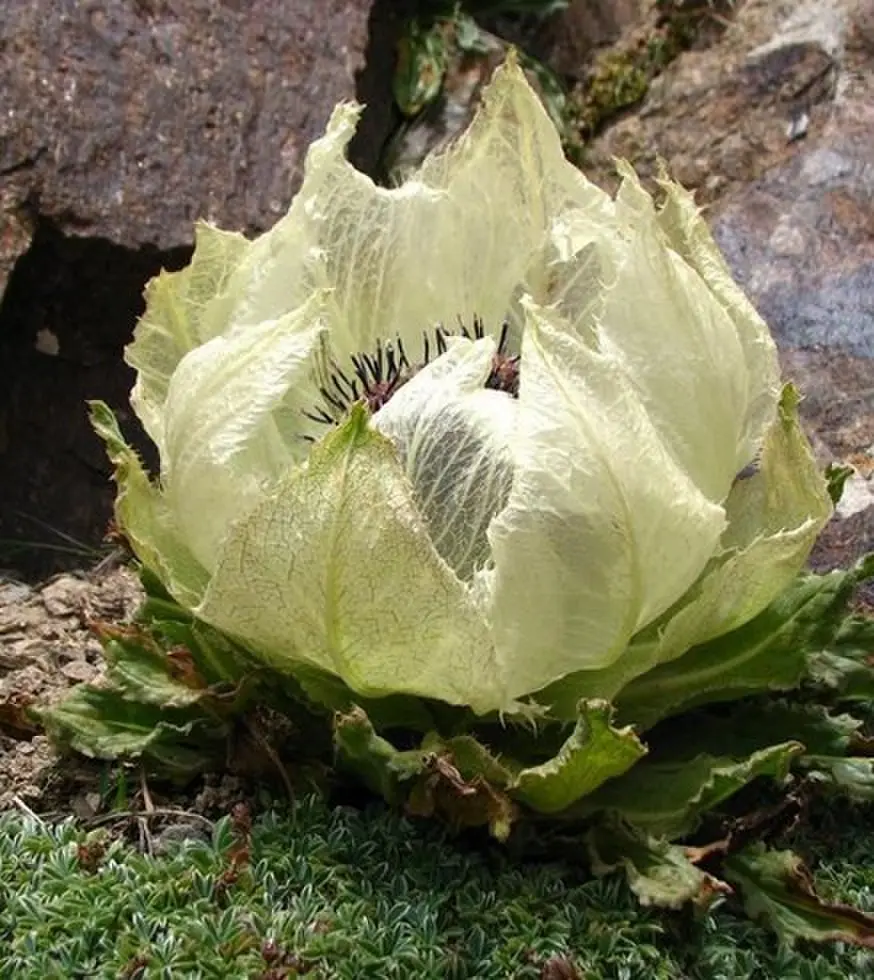 《禁忌凝视》欧美剧情片全集 - HD高清无广告播放 - 伦理电影免费看完整版